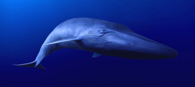 Синий кит Блювал